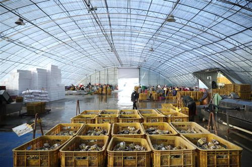 乳山生蚝“触网”鲜达，抖音电商源头优选赋能农特产与漳州软件产业融合发展